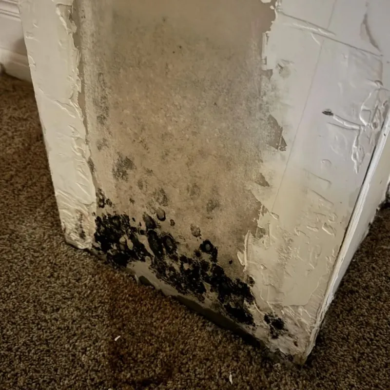 Professional Mold Removal in Hartley, CA